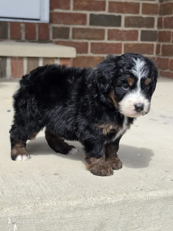 Harper – Miniature Bernedoodle puppy for sale in Beach City, OH