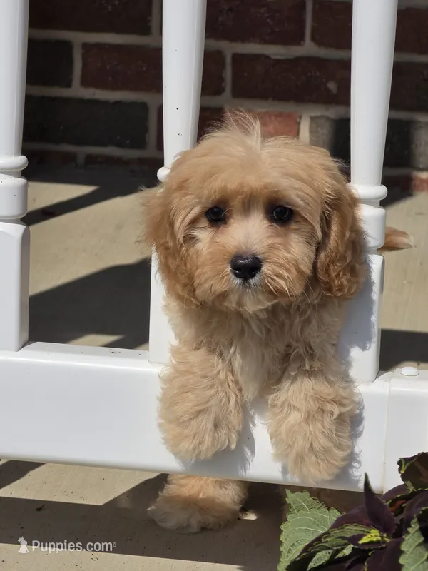 Ollie – Cavapoo puppy for sale in Beach City, OH
