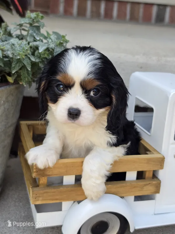 Beau – Cavalier King Charles Spaniel puppy for sale in Beach City, OH
