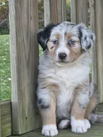 Ava, a female Australian Shepherd for sale in Beach City, OH – 3 of 4