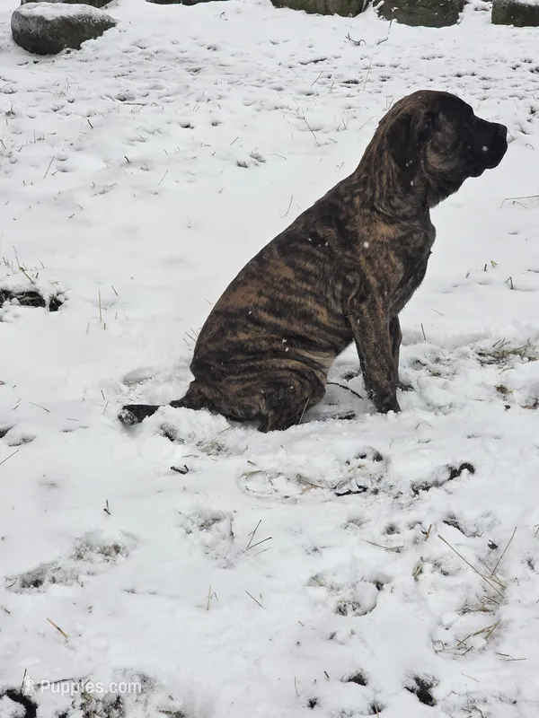 Roxie – English Mastiff puppy for sale in Beach City, OH
