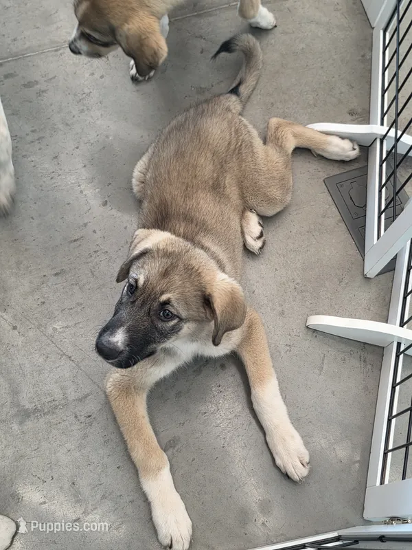 Max – Anatolian Shepherd Dog, Great Pyrenees puppy on hold in Beach City, OH