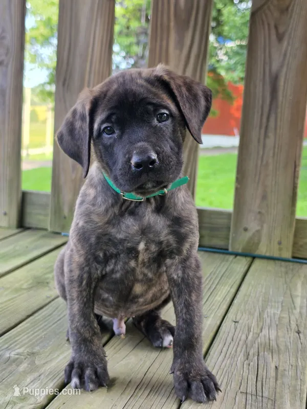 Axel – English Mastiff puppy for sale in Beach City, OH