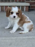 Teddy, a male Cavalier King Charles Spaniel for sale in Beach City, OH – 2 of 5