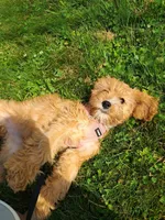 Winnie, a female Cavapoo for sale in Beach City, OH – 5 of 6