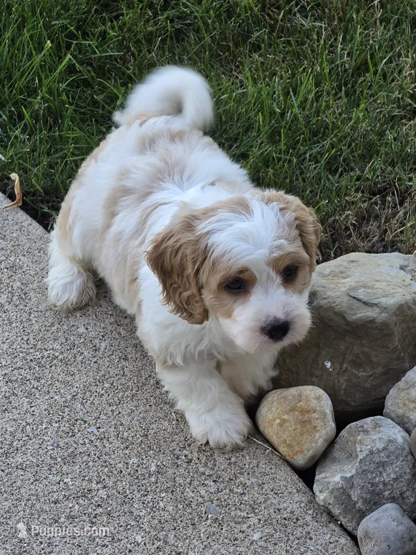 Oliver  – Cavapoo puppy for sale in Beach City, OH