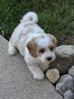 Oliver , a male Cavapoo for sale in Beach City, OH – 1 of 2