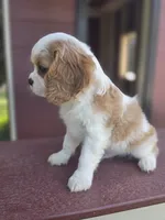 Bentley , a male Cavalier King Charles Spaniel for sale in Beach City, OH – 2 of 4