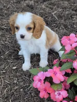 Teddy, a male Cavalier King Charles Spaniel for sale in Beach City, OH – 4 of 5