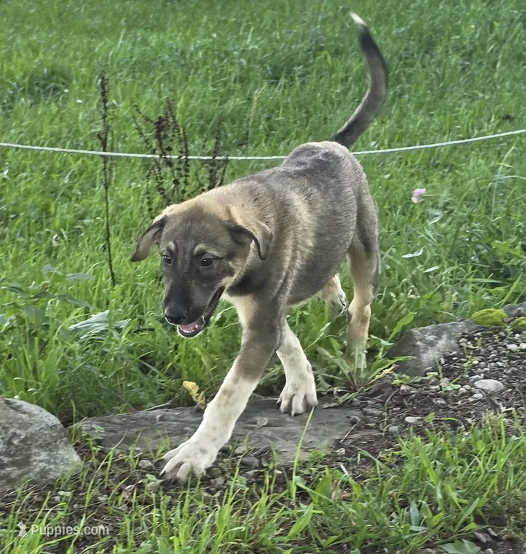 Duke – Anatolian Shepherd Dog, Great Pyrenees puppy for sale in Beach City, OH