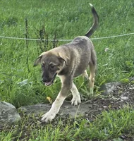 Duke, a male Anatolian Shepherd Dog and Great Pyrenees for sale in Beach City, OH – 1 of 2
