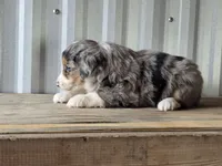 Jasmine, a female Miniature Australian Shepherd for sale in Beach City, OH – 4 of 4