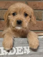 Ruby, a female Cavapoo for sale in Beach City, OH – 1 of 1