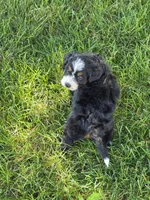 Sophie, a female Miniature Bernedoodle for sale in Beach City, OH – 3 of 4