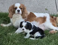 Charles, a male Cavalier King Charles Spaniel for sale in Beach City, OH – 3 of 3