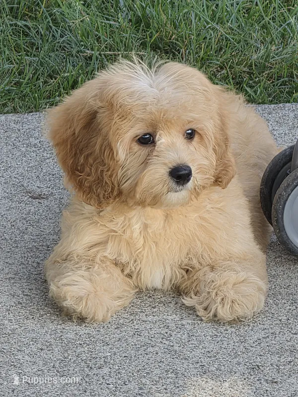 Charlie – Cavapoo puppy for sale in Beach City, OH