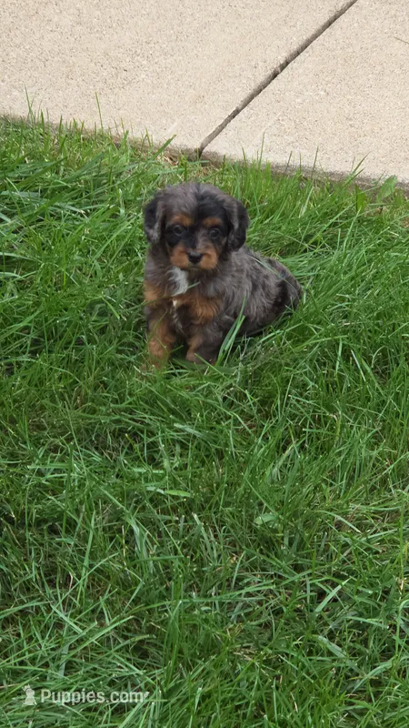 Bella – Cavalier King Charles Spaniel puppy for sale in Beach City, OH