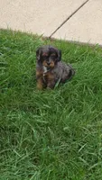 Bella, a male Cavalier King Charles Spaniel for sale in Beach City, OH – 1 of 5