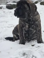 Piper, a female English Mastiff for sale in Beach City, OH – Photo 8 of 9