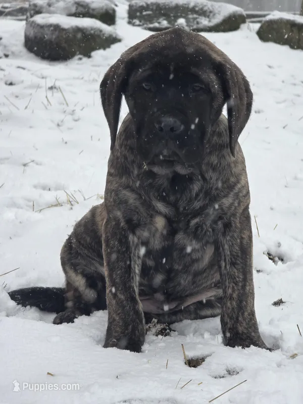 Piper – English Mastiff puppy for sale in Beach City, OH