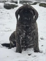 Piper, a female English Mastiff for sale in Beach City, OH – Photo 6 of 9