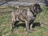 Piper, a female English Mastiff for sale in Beach City, OH – Photo 4 of 9