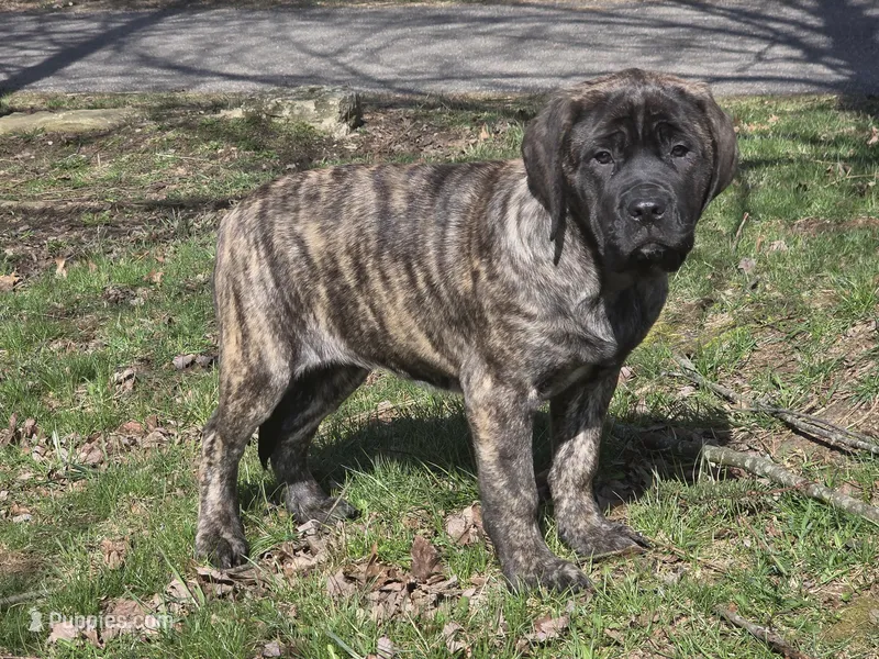 Piper – English Mastiff puppy for sale in Beach City, OH