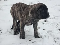 Piper, a female English Mastiff for sale in Beach City, OH – Photo 7 of 9