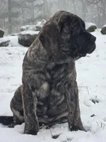 Piper, a female English Mastiff for sale in Beach City, OH – Photo 9 of 9