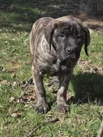 Piper, a female English Mastiff for sale in Beach City, OH – Photo 3 of 9