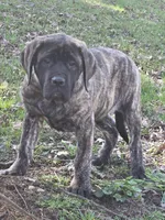 Piper, a female English Mastiff for sale in Beach City, OH – Photo 2 of 9