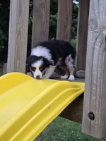 Axel, a male Australian Shepherd for sale in Beach City, OH – 2 of 2