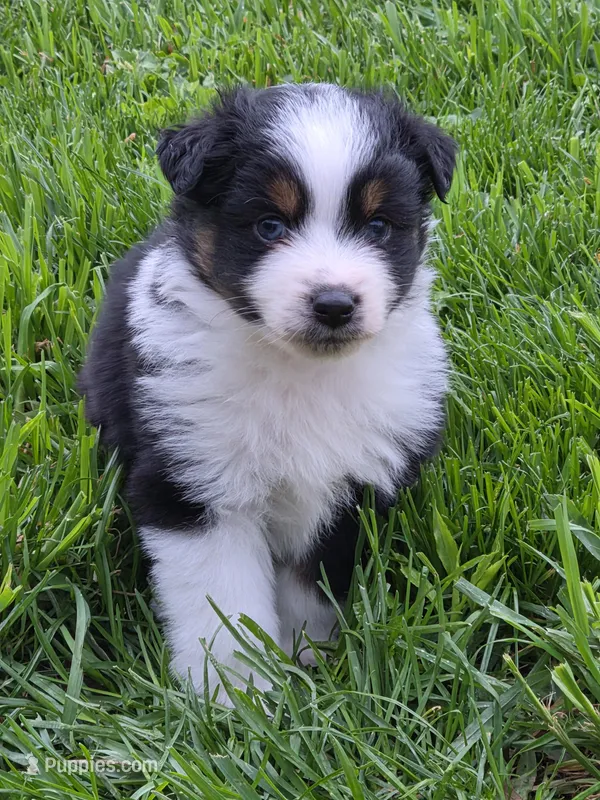 Cinch, a male Miniature Australian Shepherd for sale in Beach City, OH – Photo 1 of 2