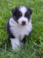 Cinch, a male Miniature Australian Shepherd for sale in Beach City, OH – Photo 1 of 2