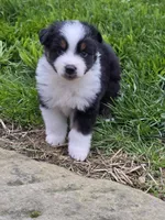 Cinch, a male Miniature Australian Shepherd for sale in Beach City, OH – Photo 2 of 2