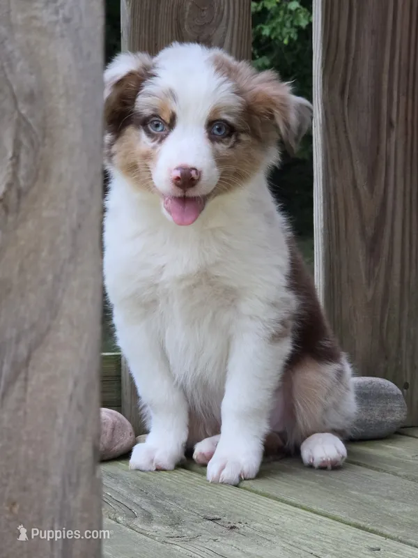 Rudy – Australian Shepherd puppy for sale in Beach City, OH