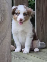 Rudy, a male Australian Shepherd for sale in Beach City, OH – 1 of 4