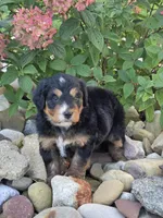 Hazel, a female Miniature Bernedoodle for sale in Beach City, OH – 5 of 6