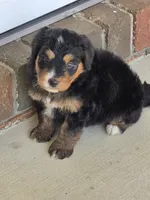 Hazel, a female Miniature Bernedoodle for sale in Beach City, OH – 3 of 6