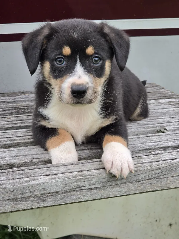 Riker – Pembroke Welsh Corgi, Toy Fox Terrier puppy for sale in Beach City, OH