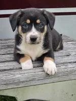 Riker, a male Pembroke Welsh Corgi and Toy Fox Terrier for sale in Beach City, OH – 1 of 1