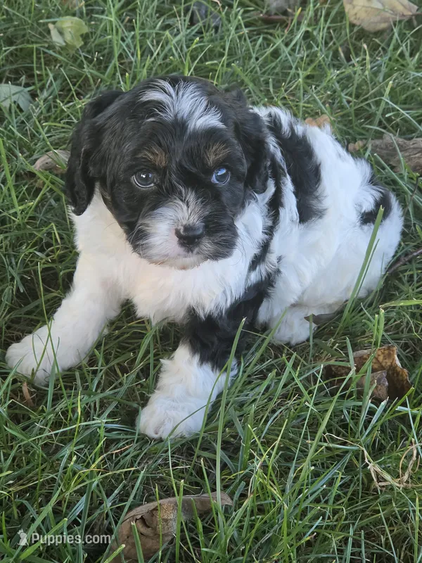 Beau, a male Cavapoo for sale in Beach City, OH – 1 of 3