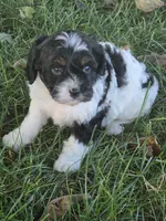 Beau, a male Cavapoo for sale in Beach City, OH – 1 of 3