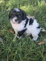 Beau, a male Cavapoo for sale in Beach City, OH – 3 of 3
