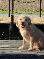 Ruby, a female Cavalier King Charles Spaniel and Miniature Labradoodle for sale in Beach City, OH – 1 of 4