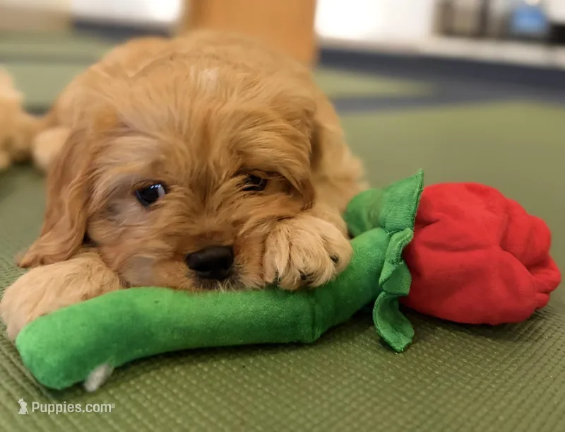 Toby – Cavapoo puppy for sale in Beach City, OH