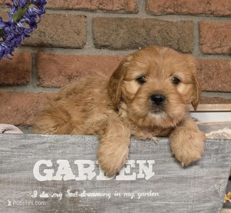 Toby – Cavapoo puppy for sale in Beach City, OH