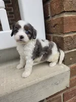 Maggie, a male Cavalier King Charles Spaniel for sale in Beach City, OH – 3 of 5