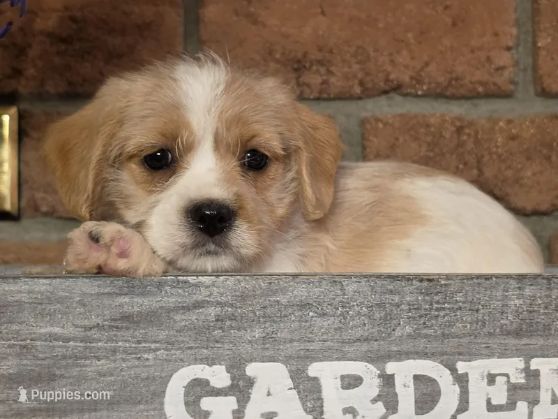 Ella – Cavapoo puppy for sale in Beach City, OH