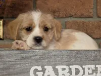 Ella, a female Cavapoo for sale in Beach City, OH – 1 of 1